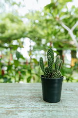 Cactus plant growing in a black pot garden setting nature photography lush background close-up perspective