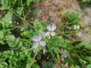 Close-Up of Wild Purple Radish Flowers in Bloom