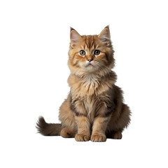 Fototapeta premium Highland fold cat sitting upright facing forward generative AI