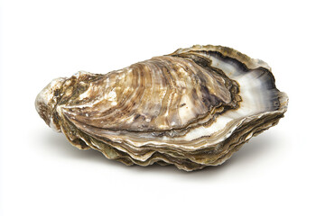 a large oyster shell with a white background