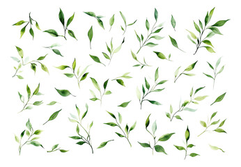 Naklejka premium green leaves background