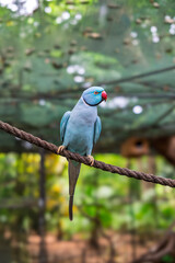 Blue Ringneck Parakeet Portrait.Vibrant Blue Parrot on Rope.Exotic Beauty Perched.