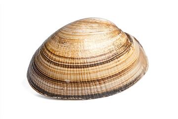 a shell on a white surface with a white background