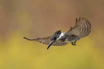 red tailed hawk in flight