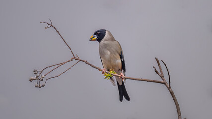 great spotted woodpecker on branch