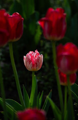red tulips in the garden