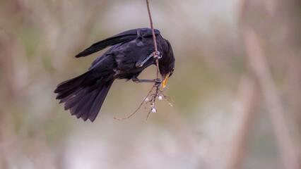 black winged blackbird