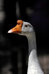 白いシナガチョウの横顔