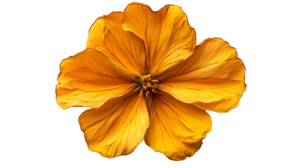Dried marigold flower with transparent background for easy isolation
