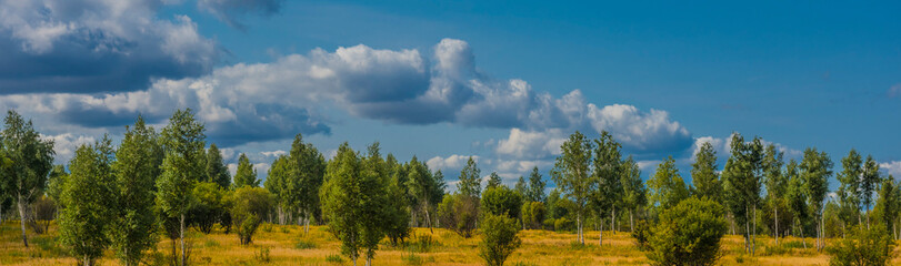 a picturesque landscape with a young birch forest spread out against the backdrop of a spacious yellow-green field. Above the trees stretches a deep blue sky, decorated with fluffy white-gray clouds 