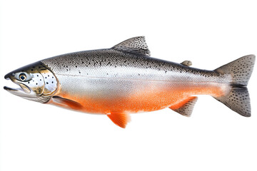 Obraz premium a fish with a white background and a red tail