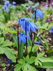 Blausterne blühen blau im April