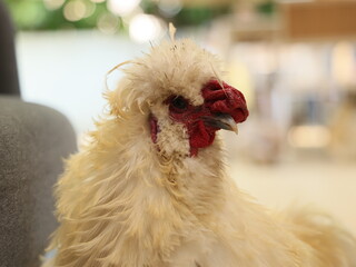 A charming and delightful portrait of a Fluffy Silkie Chicken, showcasing its adorable features