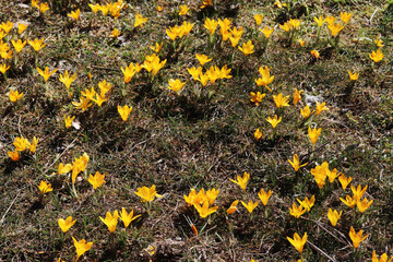 Yellow crocus in the sunlight