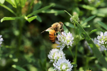 Honey bee collecting flower nectar.