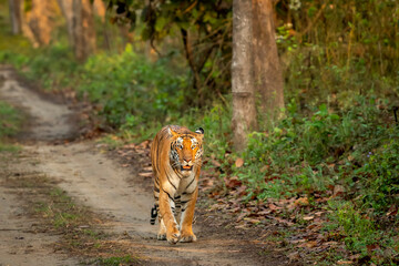wild bengal female tiger panthera tigris head on walking at pilibhit national park forest reserve...