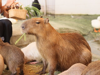 A capybara is happily munching fresh greens in a charming petting zoo loved by many