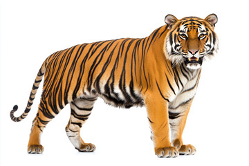 Obraz premium a tiger standing in the snow with a white background