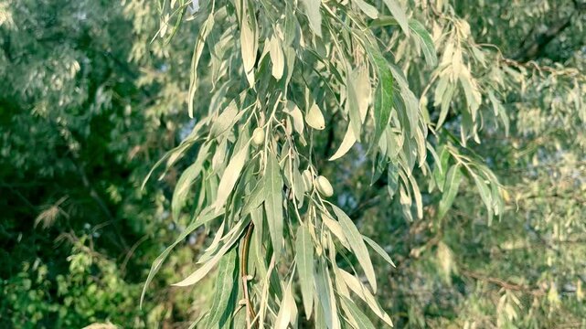 Loch ordinary (Elaeagnus angustifolia L., wild olive tree, djidda, jide, pshat, igda)