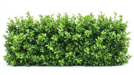 Obraz premium A row of bushes with green leaves