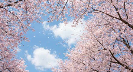 Fototapeta premium Cherry blossoms in full bloom against a blue sky