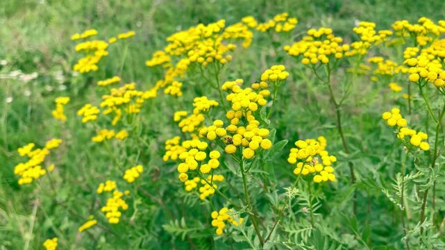 Tansy Flowers Growing on the Meadow	
