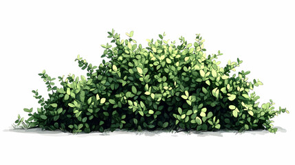 shrubs drawing illustration