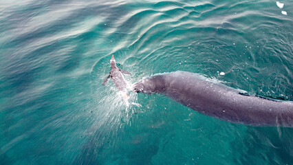 Leopard seal (Hydrurga leptonyx) catching and eating penguin in the water. Wild nature