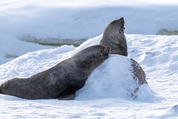 Antarctic fur seal. Southern ocean, Antarctica