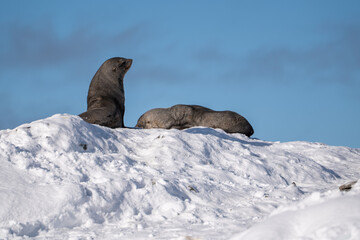 Antarctic fur seal. Southern ocean, Antarctica
