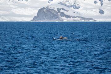 Obraz premium View of humpback whales diving in the ocean with blue water. Southern Ocean, Antarctica. Whale's breathing