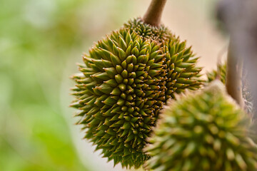 Close-up view of young durian growing on branch