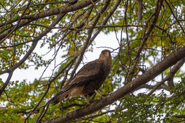 Carancho in National Reserve, Chile