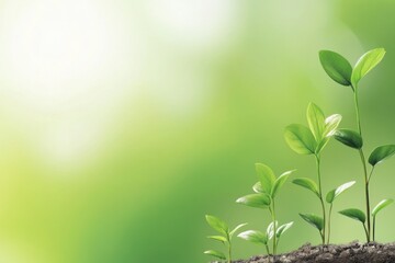 Fototapeta premium Fresh Green Seedlings Growing on Soil Under Bright Natural Light