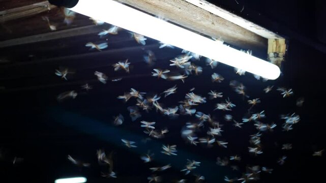 wings termite insects that fly and gather in the light from the light bulb	