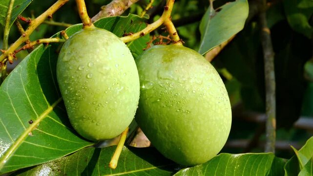 Fresh green mango fruit from the mango tree	