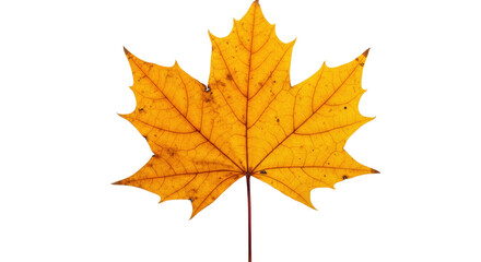 Isolated Yellow Autumn Maple Leaf