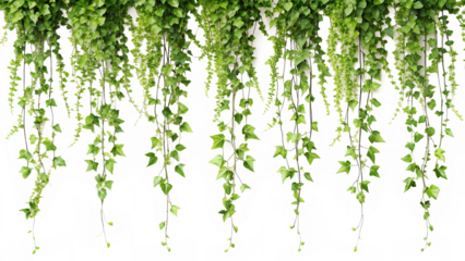 simple hanging nature vines isolated on white background, PNG