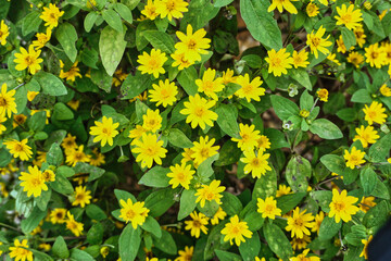 Melampodium divaricatum or Butter Daisy or Melampodium paludosum is a small, reliable, low maintenance summer annual in the aster family