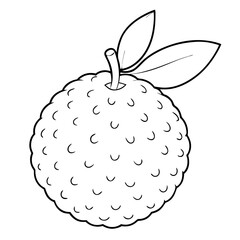 Lychee Fruit Coloring Book Page &ndash; Line Art Outline Drawing for Tropical Botanical Illustration