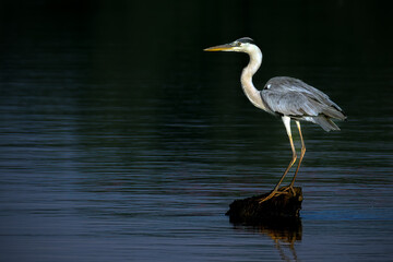 Poised Great Blue Heron Standing on the Edge of the River
