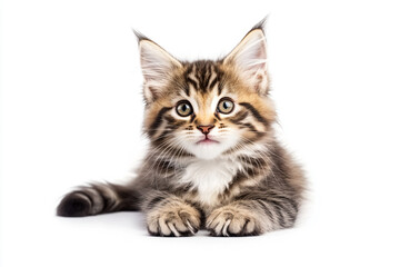 Obraz premium a kitten is sitting on a white surface