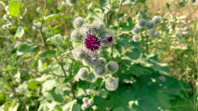 flowering burdock (Arctium lappa L.) grows on the lawn	