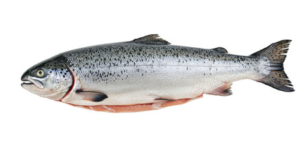 Naklejka premium Isolated fresh salmon