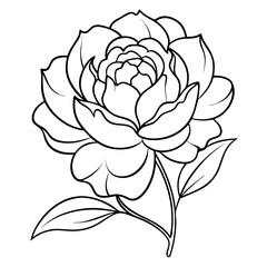 Fototapeta premium Peony Flower Coloring Book Page – Line Art Botanical Drawing for Floral Illustration