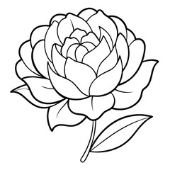 Fototapeta premium Peony Flower Coloring Book Page – Line Art Botanical Drawing for Floral Illustration