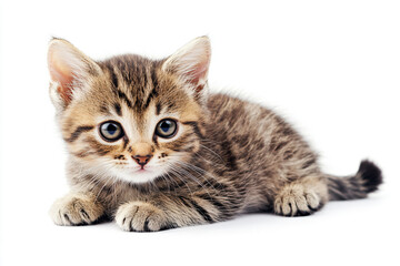 Fototapeta premium a small kitten is sitting on a white surface