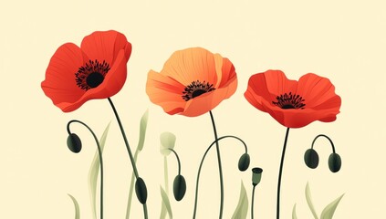 Three Vibrant Red Orange Poppies Displayed with Buds and Stems