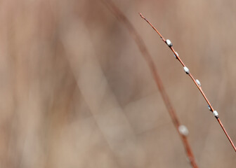 Pussy willow branch with catkins in early spring