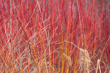 Closeup of colorful plant stems near a marsh